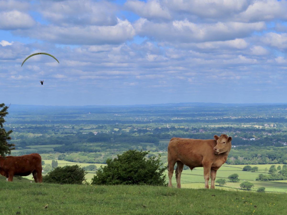 Day 8, May 28, YHA South Downs, TM 81.6–(13.7 miles)