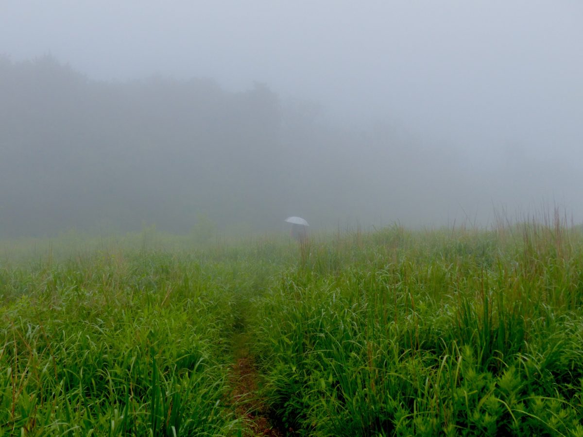 Day 136, Wednesday, June 27. Kirkridge Shelter—13.7 miles